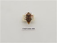 藏品(角盾蝽)的圖片